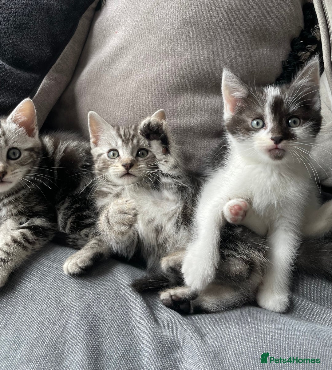 American Shorthair cats for sale: Three beautiful Kittens  - Image 1
