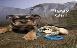 Mixed Breed dogs for sale: Tri English bulldog French mix (frenglish) - Image 14