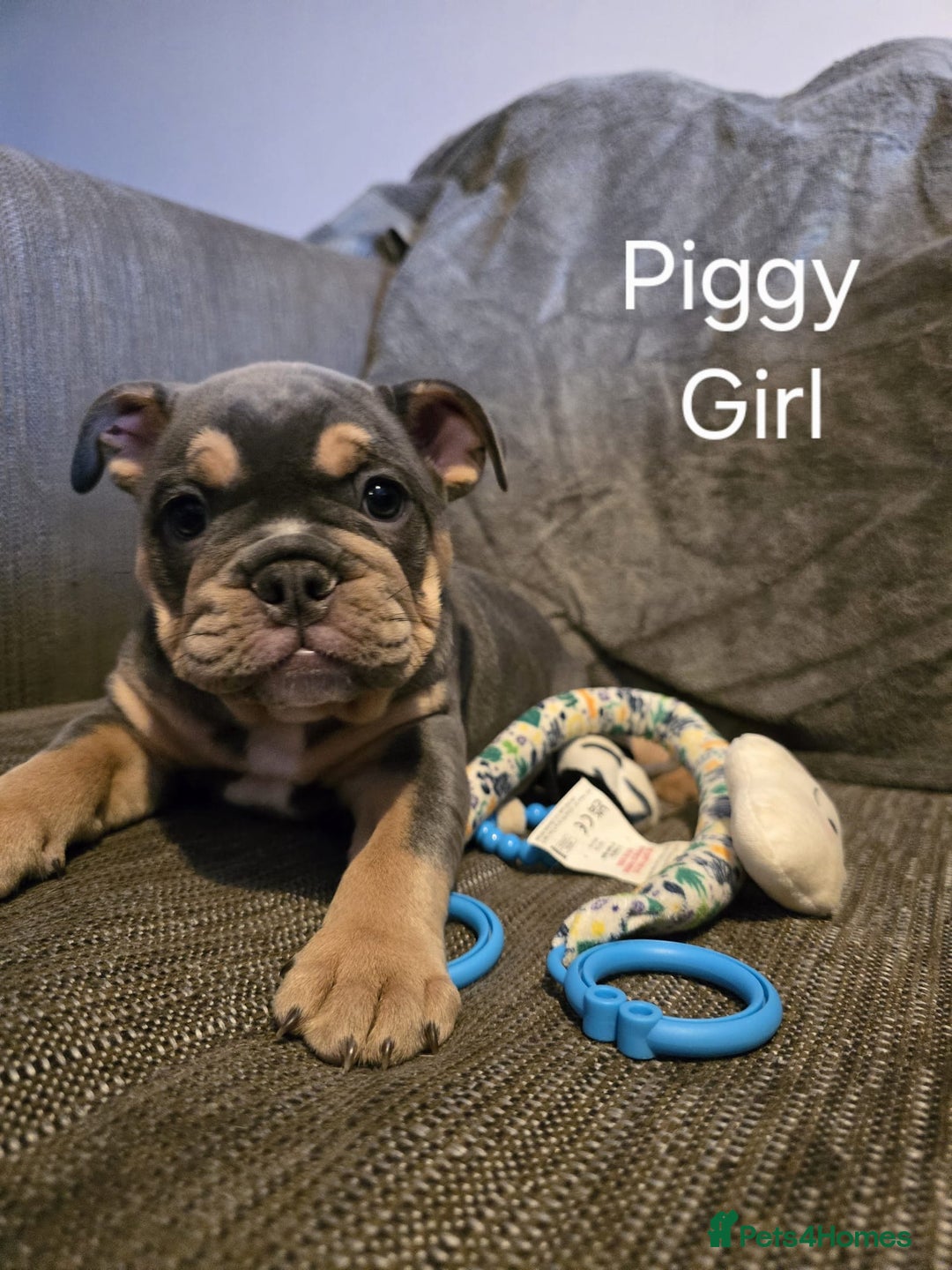 Mixed Breed dogs for sale: Tri English bulldog French mix (frenglish) - Image 14