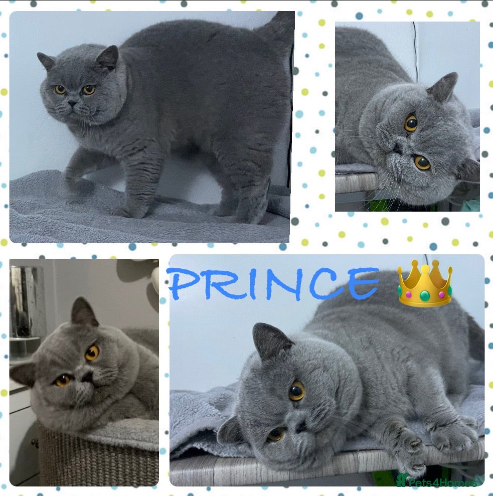 British Shorthair cats 👑🏆 CHAMPION BRED BLUE BOY FOR STUD 🏆👑 in Derby - Advert 1