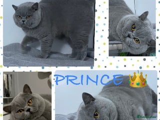 British Shorthair cats in Derby - Advert 1