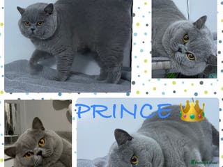British Shorthair cats 👑🏆 CHAMPION BRED BLUE BOY FOR STUD 🏆👑 in Derby - Advert 19