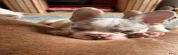 French Bulldog dogs for sale: Fully vaccinated DWKC French bulldog puppies  - Advert 7