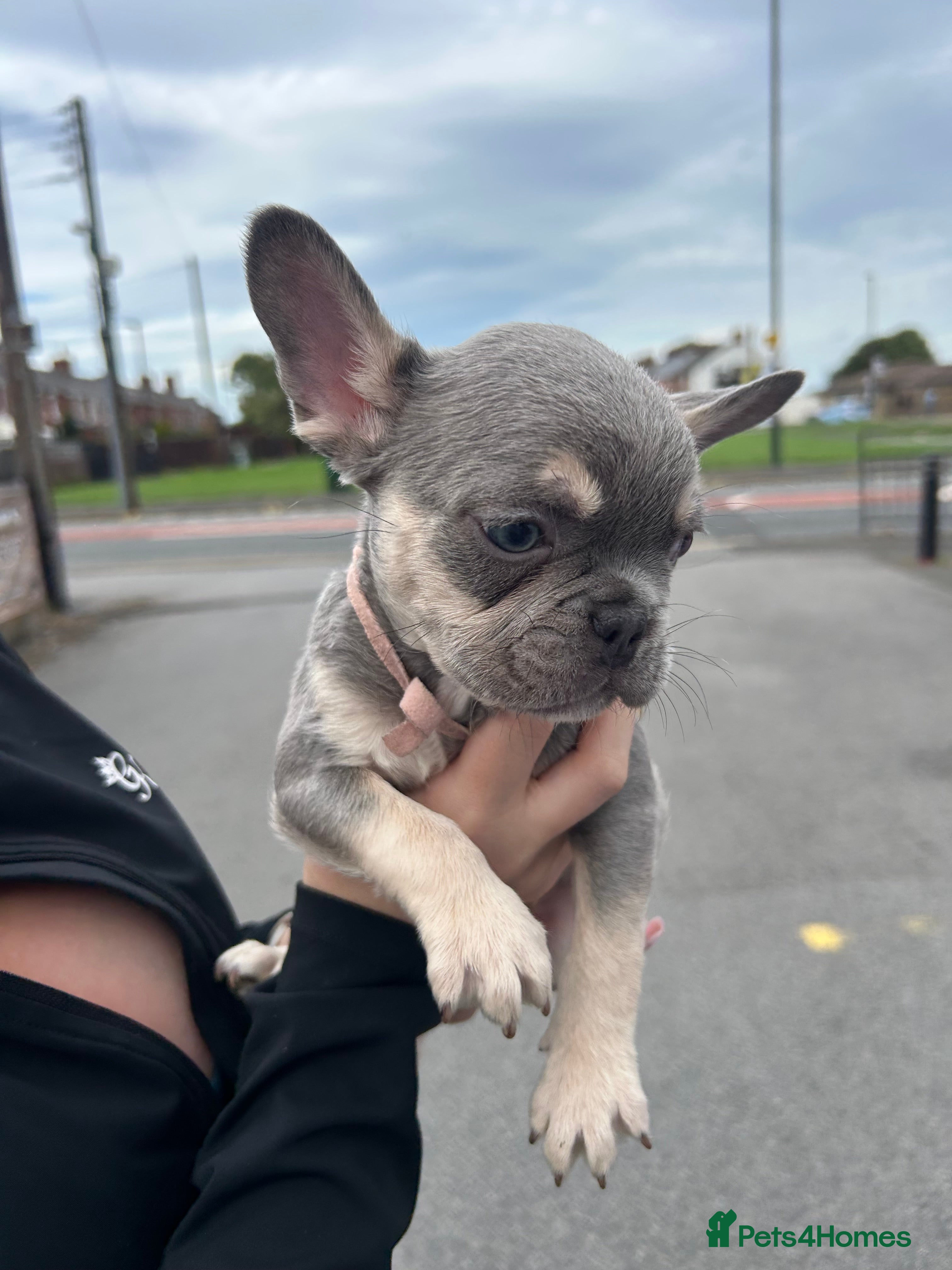 French Bulldog dogs 5 beautiful French bulldog boys - Advert 2