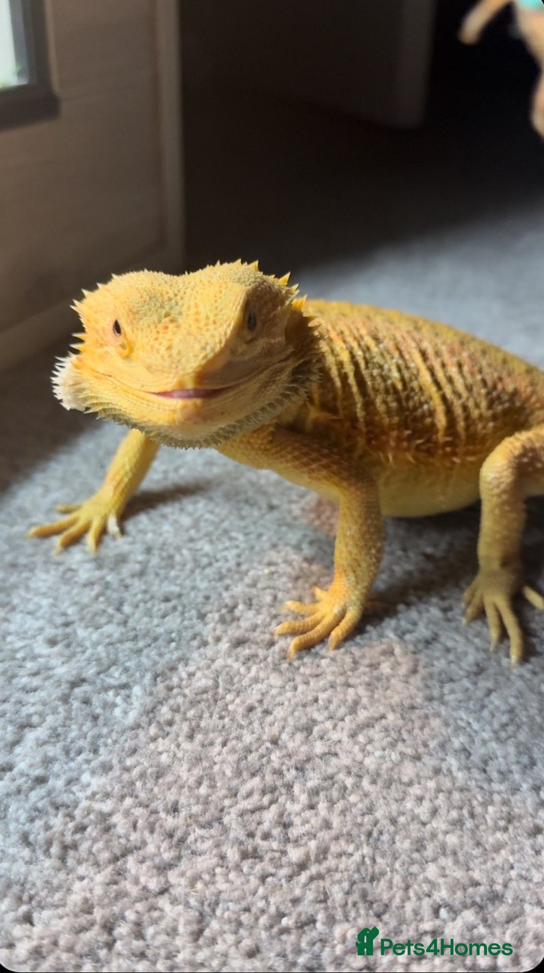 Bearded Dragon reptiles for sale: Draco the bearded dragon  - Advert 7