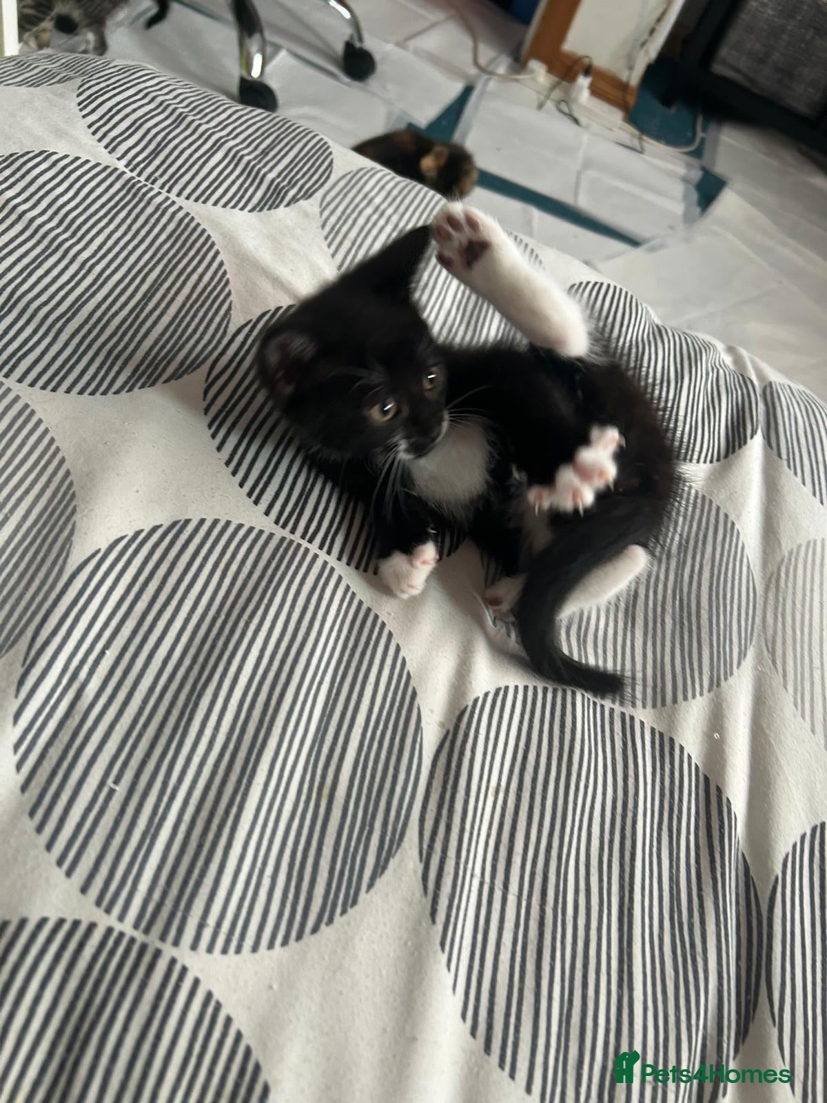 Mixed Breed cats Cuddly little girl  - Advert 6
