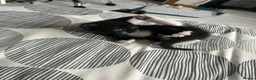Mixed Breed cats for sale: Cuddly little girl  - Advert 1