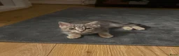 American Shorthair cats for sale: Playful Female Kitten Ready For New Home in Hitchin - Advert 4