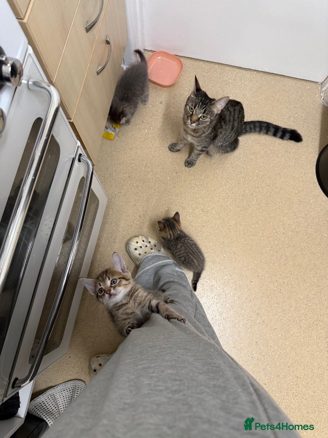 Domestic Shorthair cats for sale: Adorable, playful kitties ready for their homes - Image 12