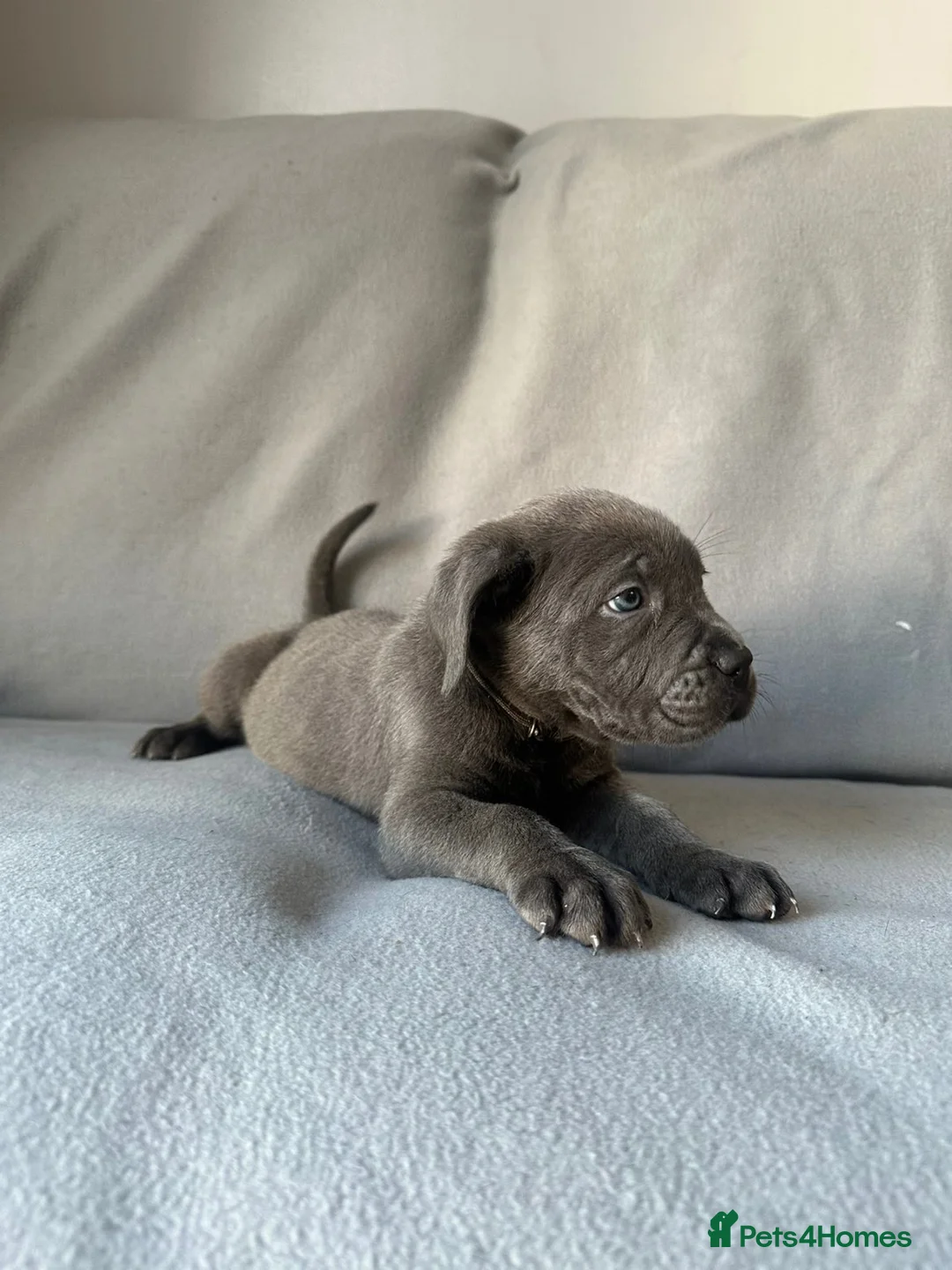 Cane Corso dogs for sale: BLUE CANE CORSO PUPS!!! in Newark - Advert 2