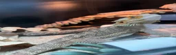 Bearded Dragon reptiles for sale: Bearded dragon  in Spalding - Advert 4