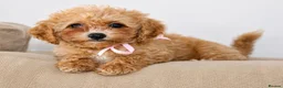 Poochon dogs for sale: F1 Poochon puppies Health Tested parents  - Advert 2
