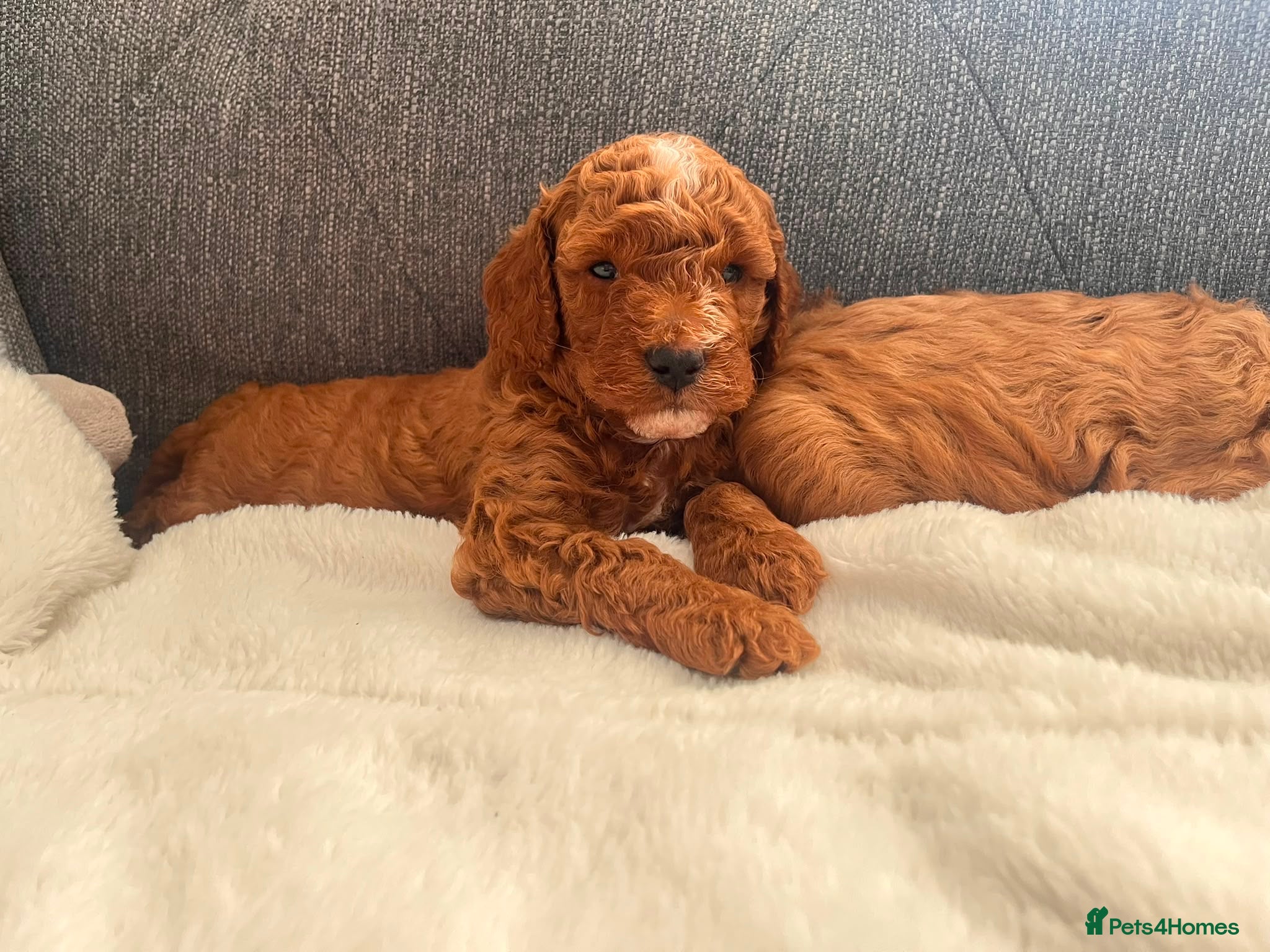 Maltipoo dogs Beautiful F1b Toy Maltipoo Puppies For Sale - Advert 2