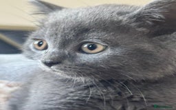 Scottish Fold cats for sale: Adorable Kittens - Image 2