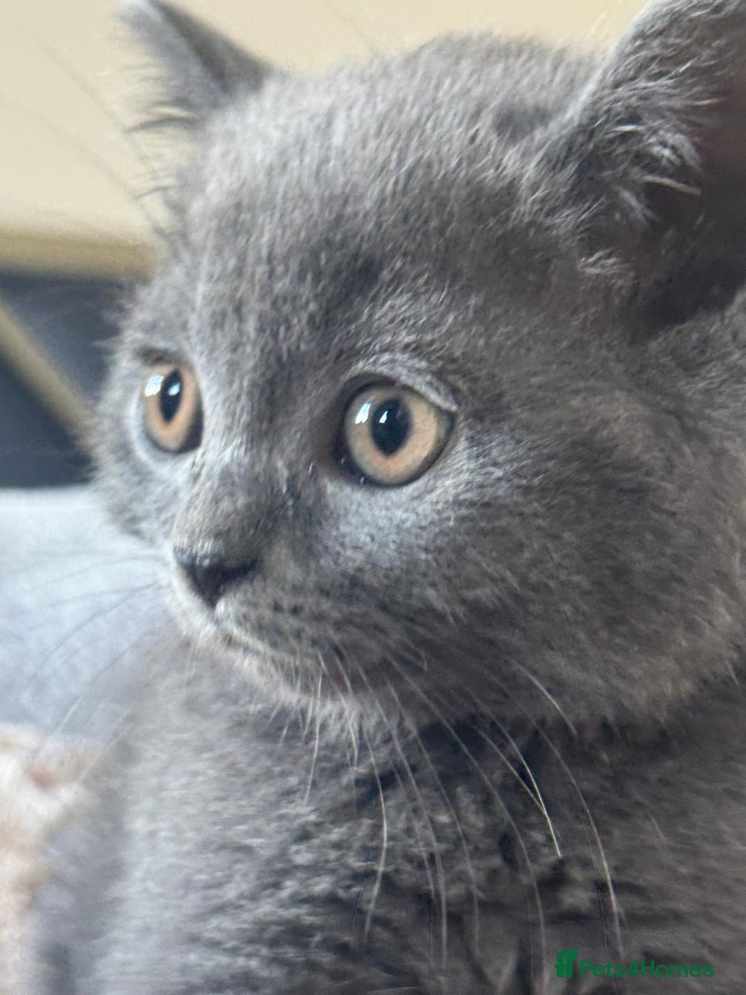 Scottish Fold cats for sale: Adorable Kittens - Image 2