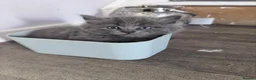 Domestic Shorthair cats for sale: Black kittens available  - Advert 3
