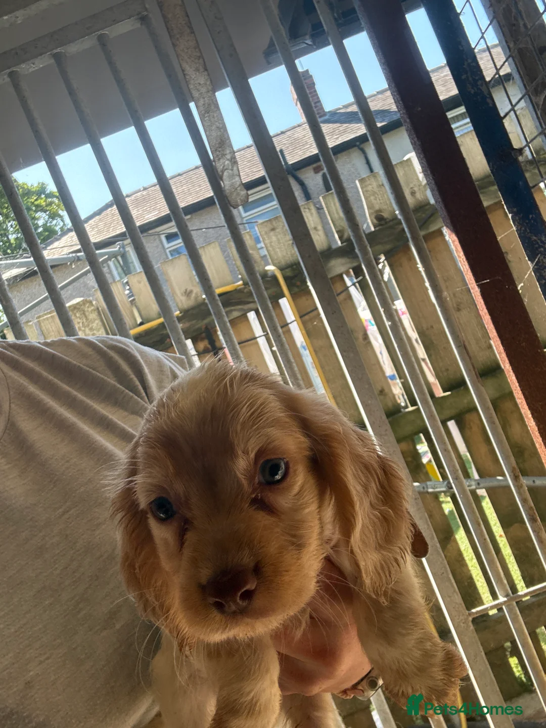 Cocker Spaniel dogs for sale: Puppies  - Advert 2