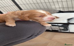 Cocker Spaniel dogs for sale: Cocker spaniels  - Advert 7