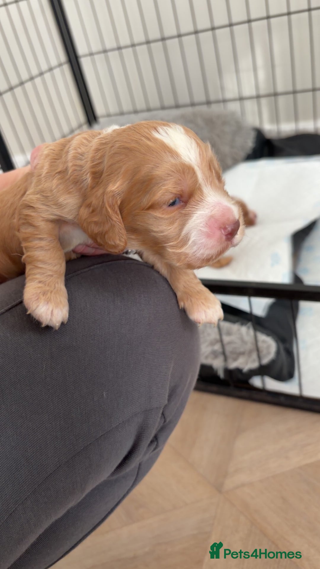 Cocker Spaniel dogs for sale: Cocker spaniels  - Advert 7