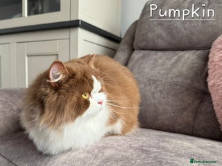 British Shorthair cats - Advert 33