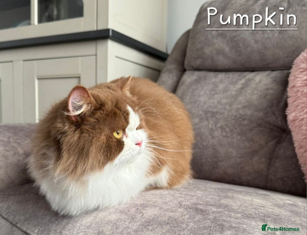 British Shorthair cats - Advert 3