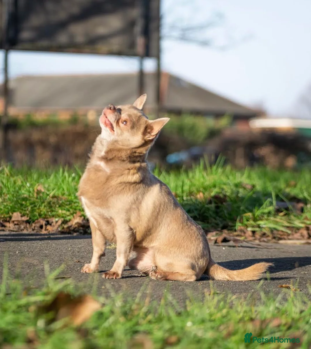 Chihuahua dogs for stud: Lilac KC Shorthaired Stud in Leeds - Advert 8