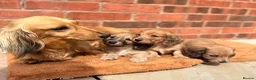 Miniature Dachshund dogs for sale: Long haired miniature dachshunds  - Advert 22