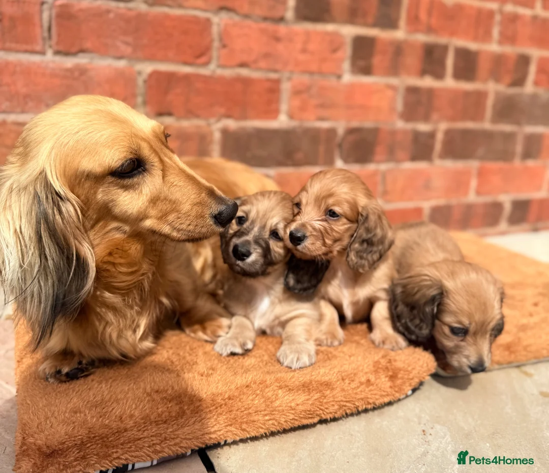 Miniature Dachshund dogs for sale: Long haired miniature dachshunds  - Advert 22
