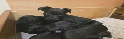 Patterdale Terrier dogs for sale: Patterdale Puppies - 5 Beautiful Bitches - Advert 16