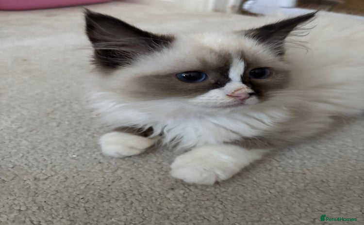 Ragdoll cats - Advert 13