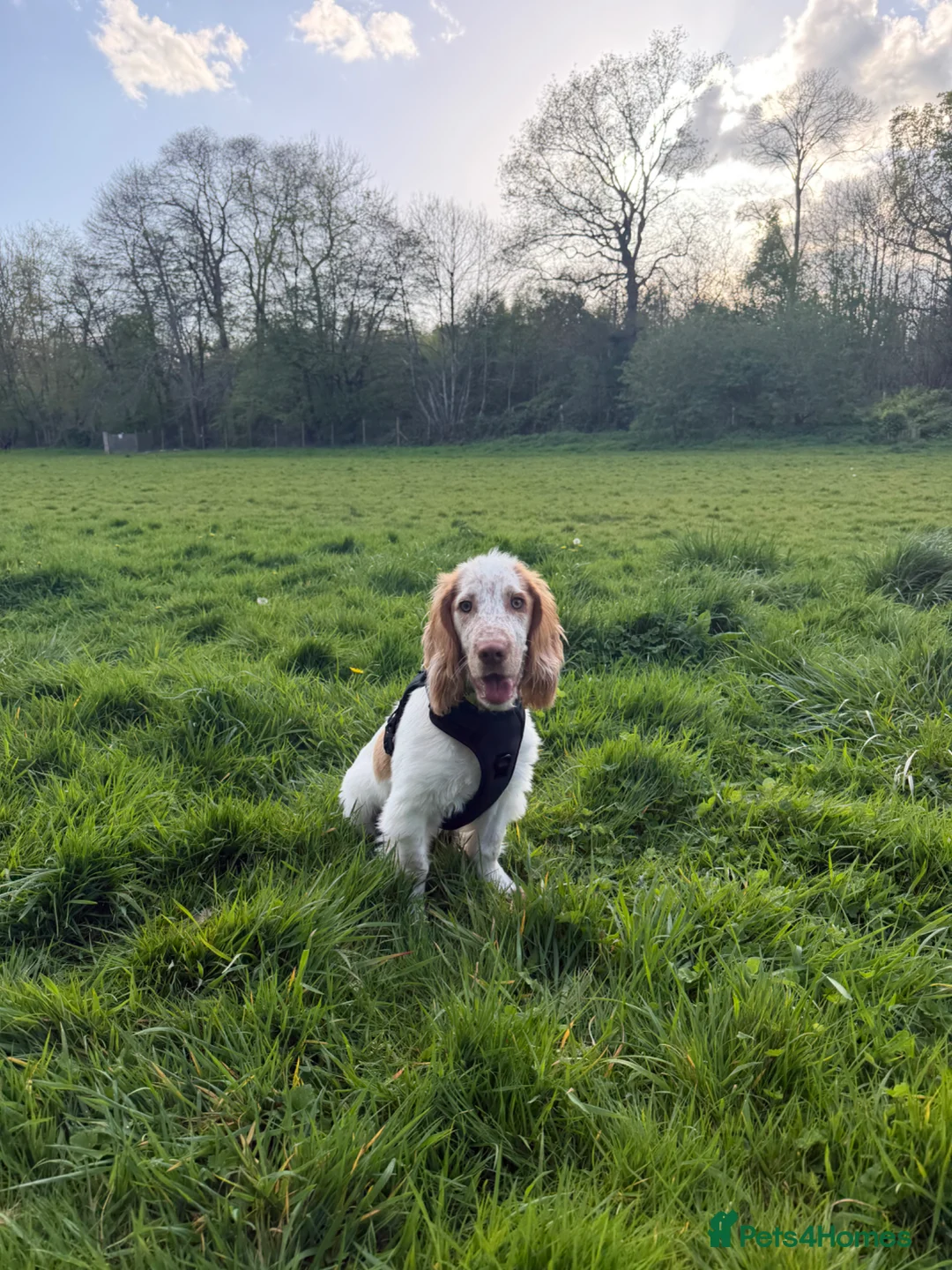 Cocker Spaniel dogs for sale: 6 month old male cocker spaniel  - Advert 4