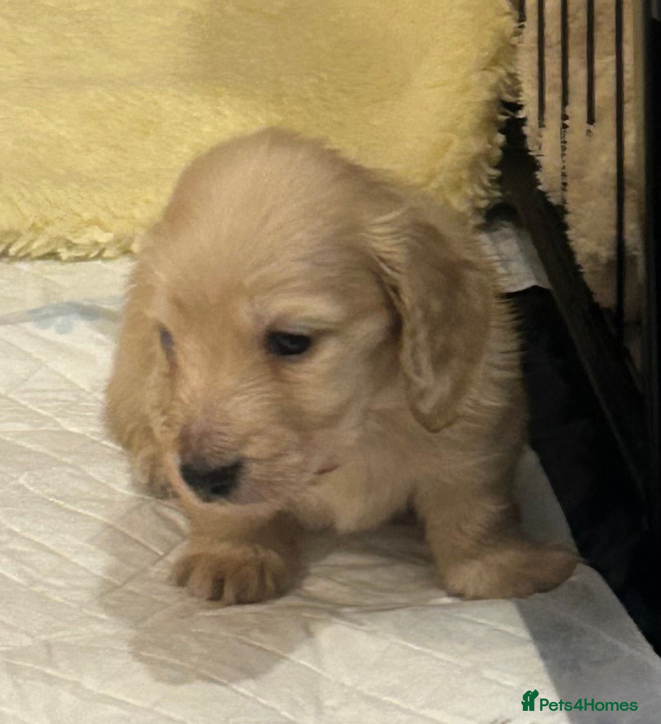 Miniature Dachshund dogs Kc registered longhaired miniature dachshunds  - Advert 16