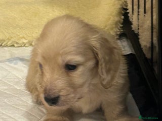 Miniature Dachshund dogs Kc registered longhaired miniature dachshunds - Advert 16