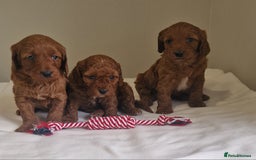 Cockapoo dogs for sale: Beautiful Cockapoo Puppies  - Image 4