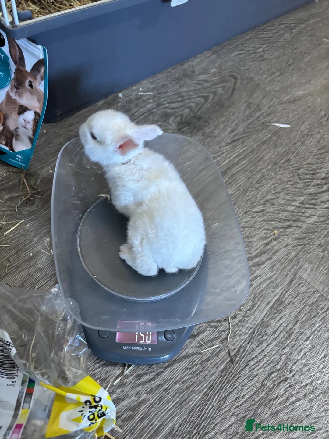 Mixed Breed rabbits for sale: 4 adorable baby rabbits ready soon 🐰 in Winsford - Advert 5