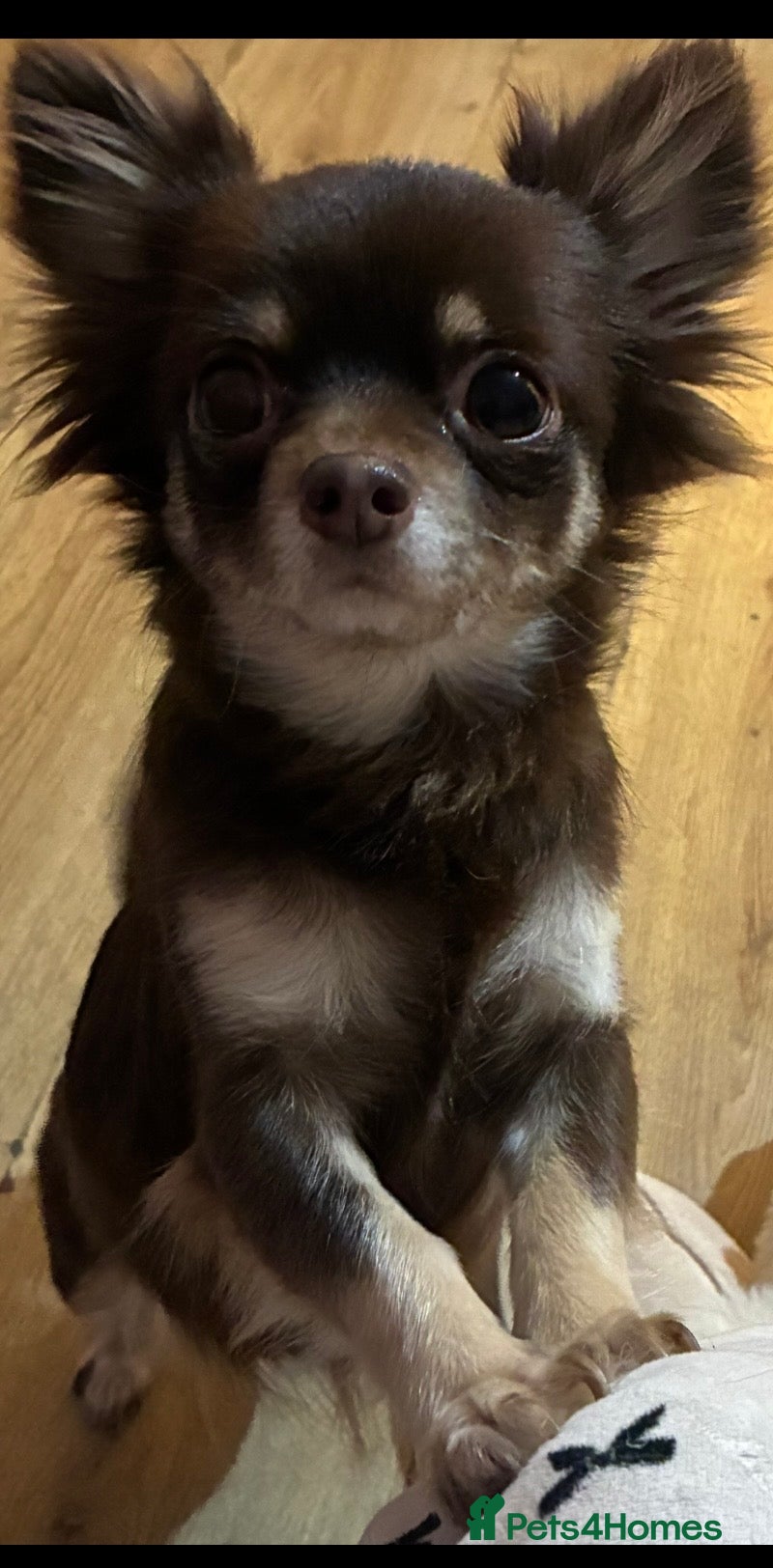 Chihuahua dogs Chihuahua boy  in Chichester - Advert 1