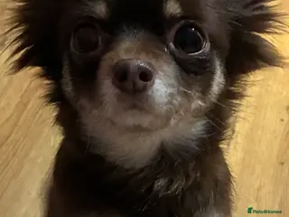 Chihuahua dogs Chihuahua boy in Chichester - Advert 12