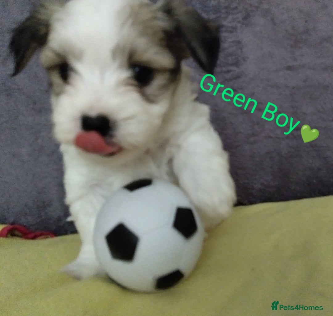 Morkie dogs for sale: Beautiful Morkie Puppies - Image 6