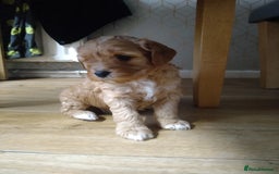 Mixed Breed dogs for sale: Beautiful female available ready to leave 1st nov - Image 12