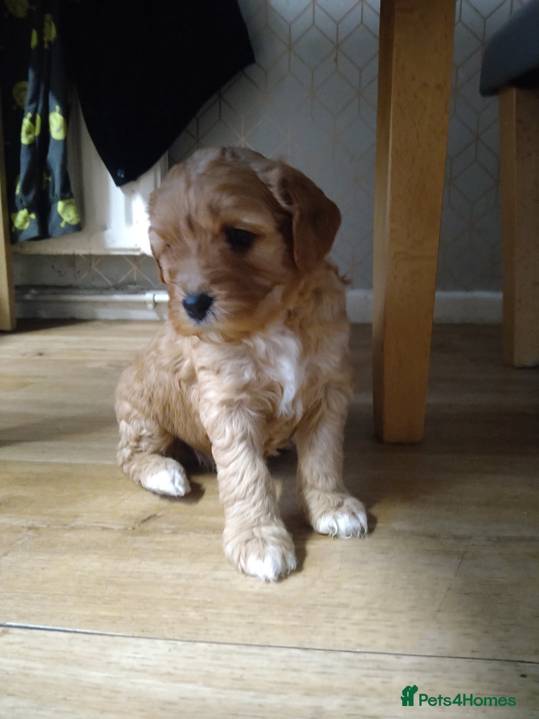 Mixed Breed dogs for sale: Beautiful female available ready to leave 1st nov - Image 12