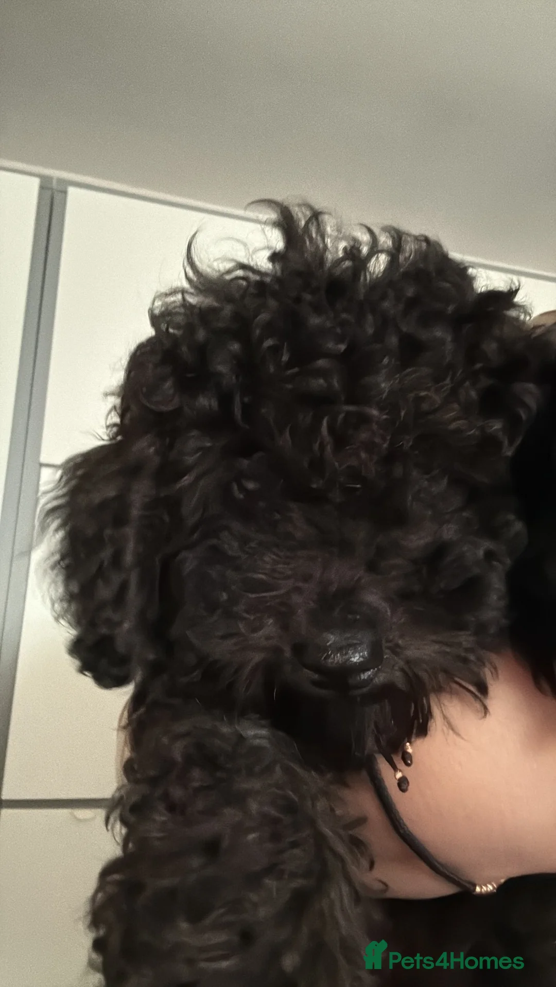 Toy Poodle dogs for sale: Beautiful Toy Poodle Puppy – Loving Home Needed in Hayes - Advert 2