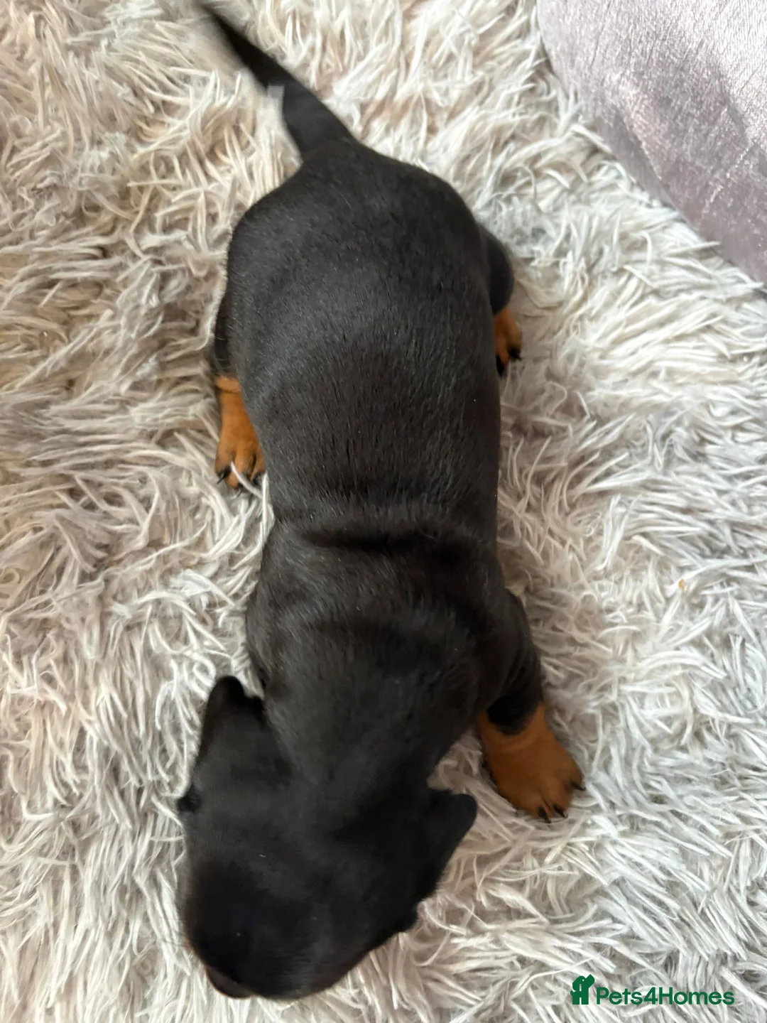 Miniature Dachshund dogs for sale: Miniature Dachshund  - Advert 3