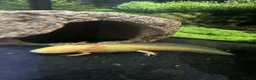 Axolotl reptiles for sale: Two baby axolotl  - Advert 3
