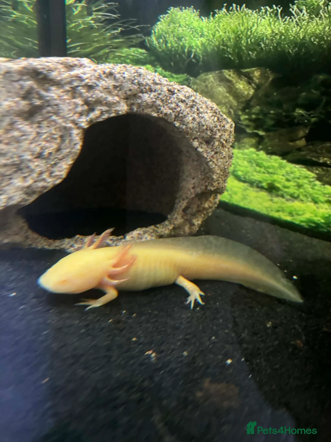 Axolotl reptiles for sale: Two baby axolotl  - Advert 3