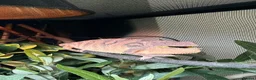 Chameleon reptiles for sale: Female panther chameleon  - Advert 1