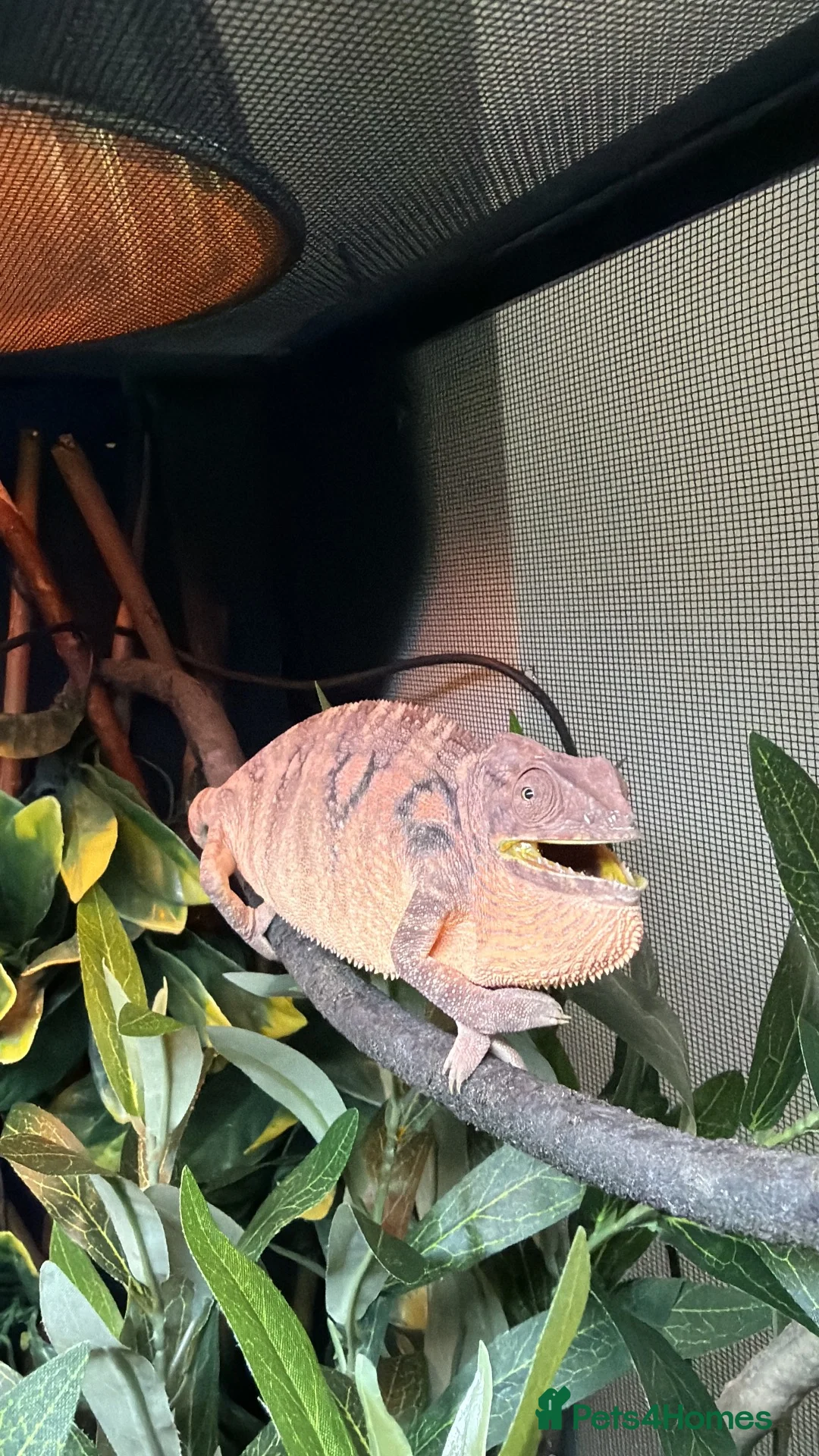 Chameleon reptiles for sale: Female panther chameleon  - Advert 1