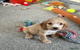 Cocker Spaniel dogs for sale: Beautiful gold cocker puppies - Image 20