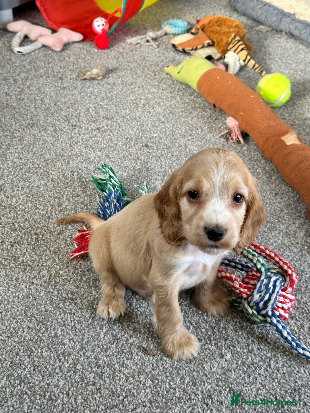 Cocker Spaniel dogs for sale: Beautiful gold cocker puppies - Image 20