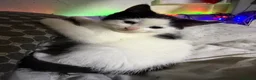 Mixed Breed cats for sale: Mix breed kittens - Advert 16
