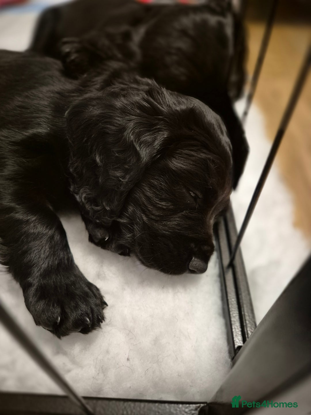 Cocker Spaniel dogs for sale: Stunning Working Cocker Spaniels - Advert 5